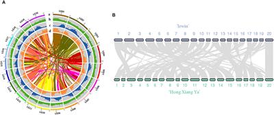 Chromosome-Scale Genome and Comparative Transcriptomic Analysis Reveal Transcriptional Regulators of β-Carotene Biosynthesis in Mango